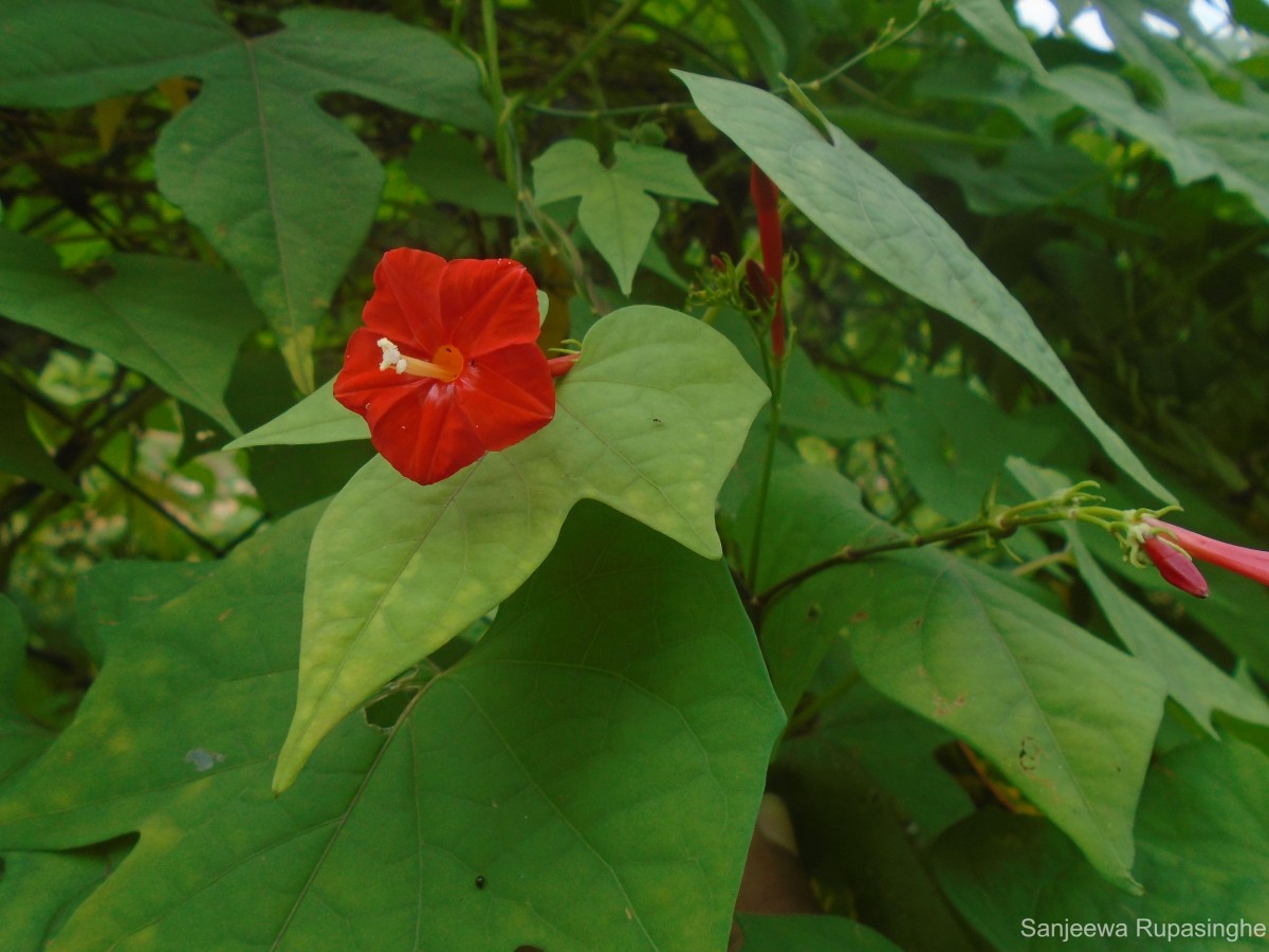 Ipomoea coccinea L.